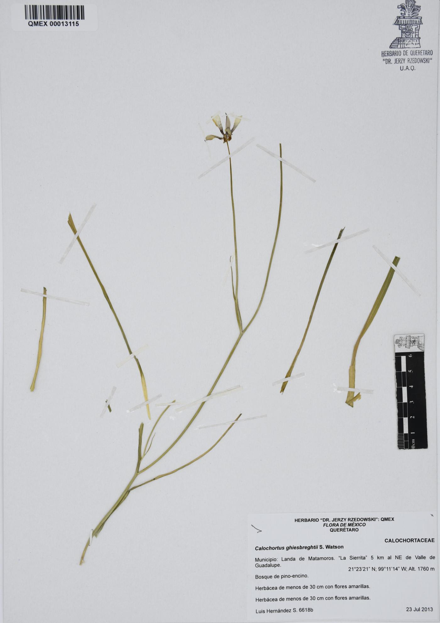 Calochortus ghiesbreghtii image
